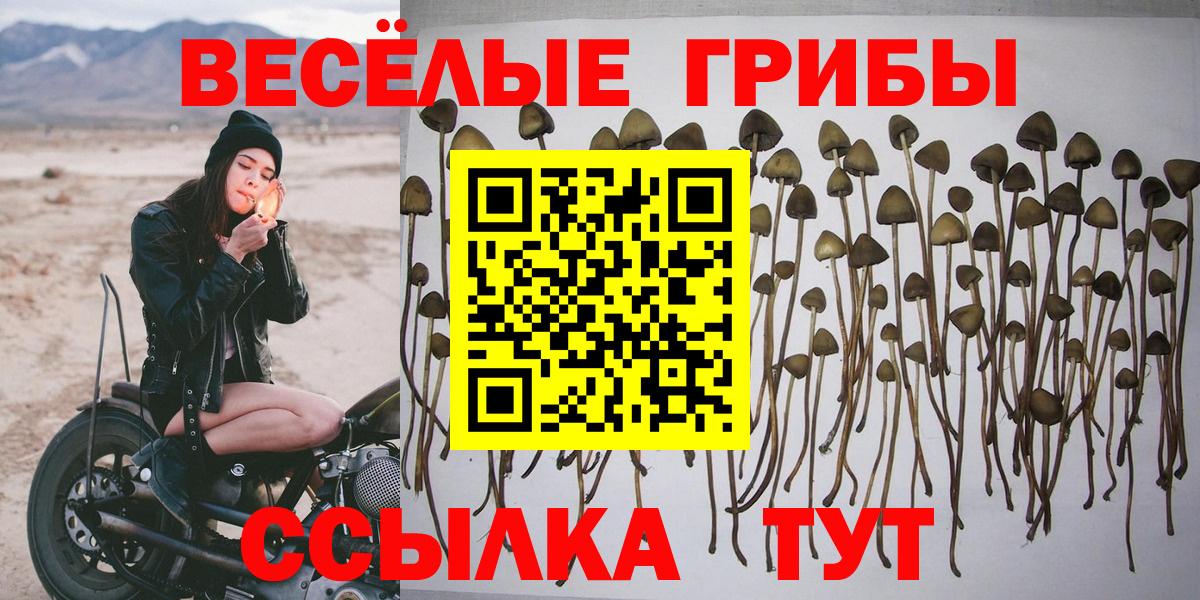 купить наркоту  Галлюциногенные грибы Cubensis  Псилоцибиновые грибы мицелий  Вход с VPN  Каменка 